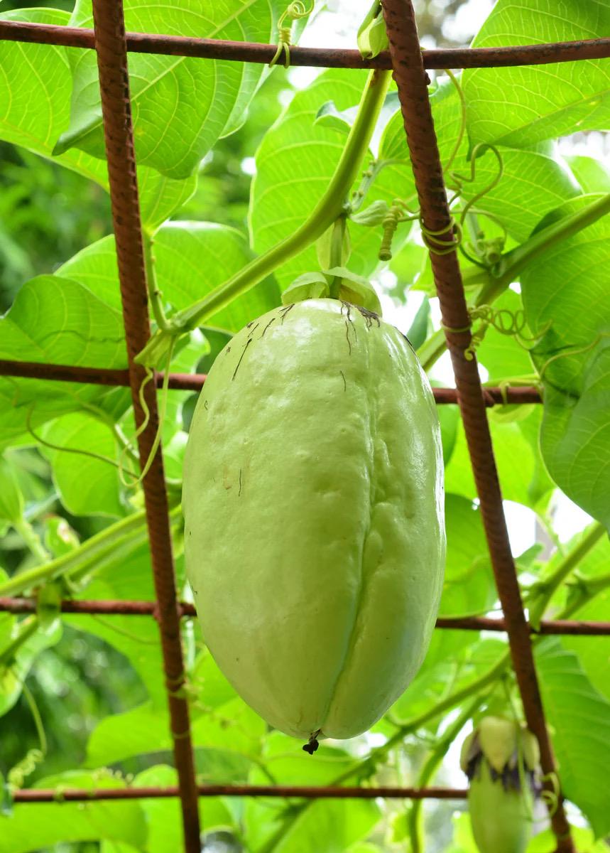 Giant Granadilla Passionfruit (Live Plant)