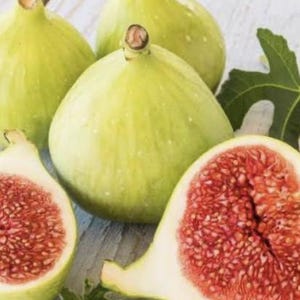 LSU Gold Fig (Live Plant)