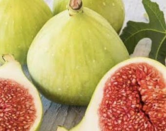 LSU Gold Fig (Live Plant)