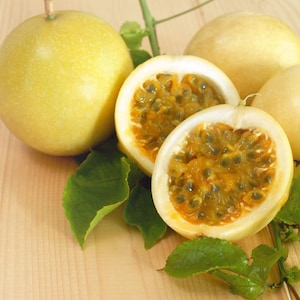 Yellow Passionfruit (Live Plant)