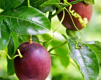 Purple Passionfruit (Live Plant)