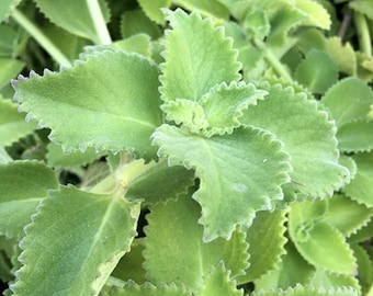 Cuban Oregano (Live Plant)