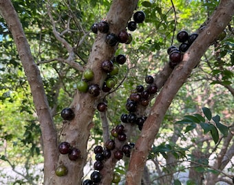 May include: A tree branch with many small, round, dark purple and green fruits growing on it. The fruits are clustered together and are hanging from the branches.