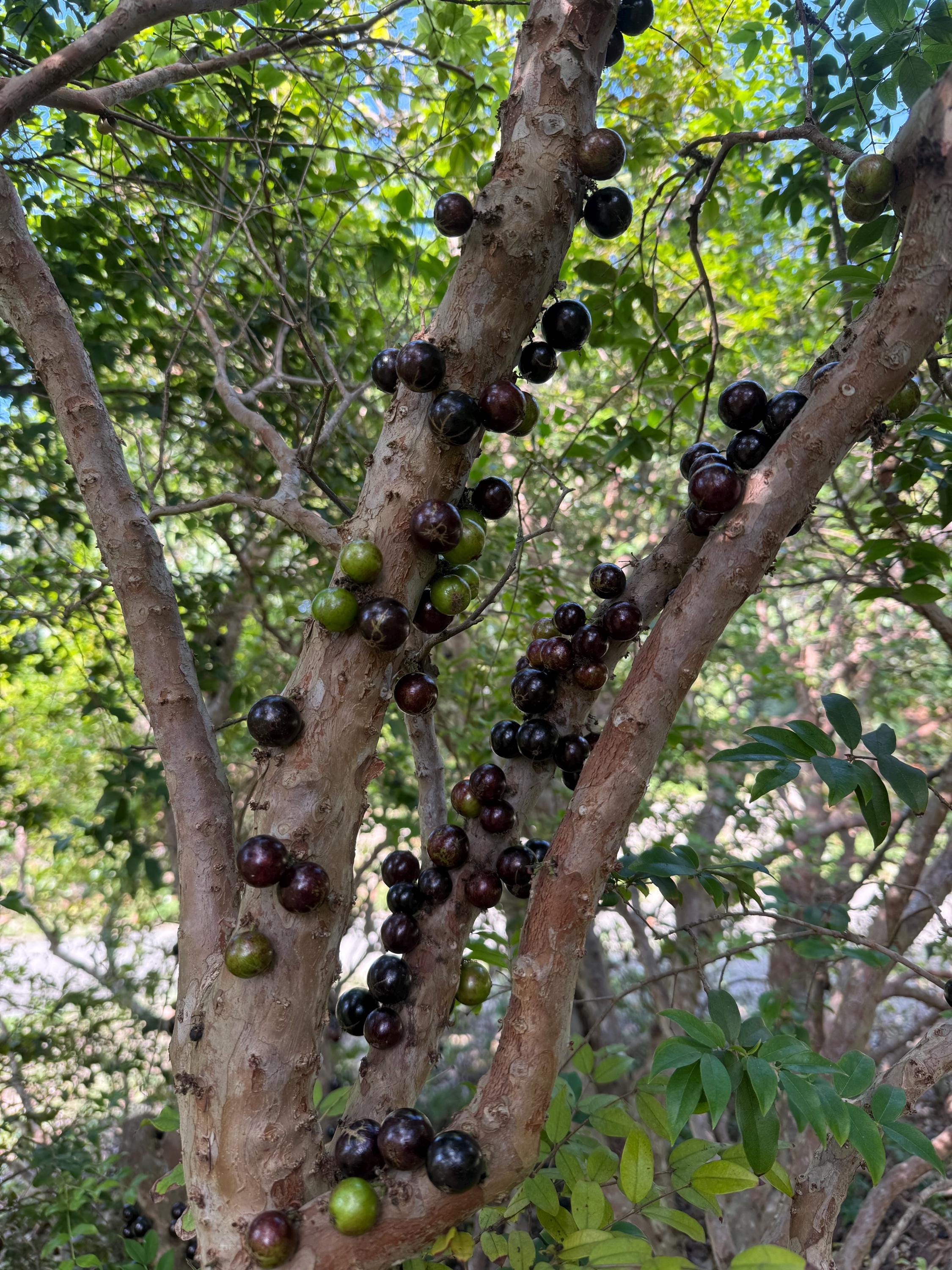 Sabara Jaboticaba (live Plant) - Etsy