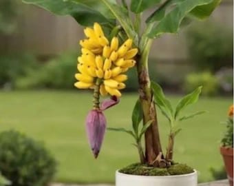 Truly Tiny Banana (Live Plant)