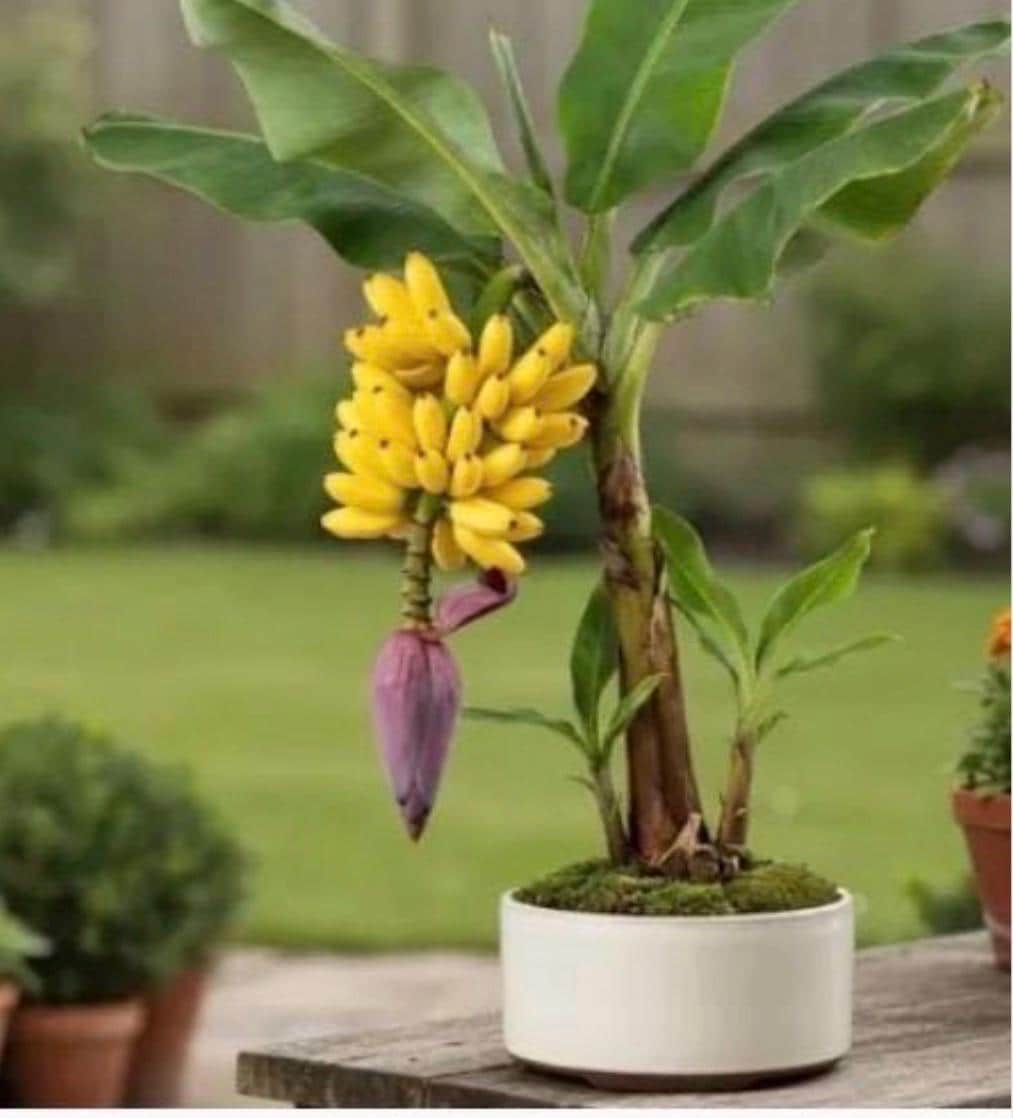 lavender planter Lavender Planter – KC Collections main image 0