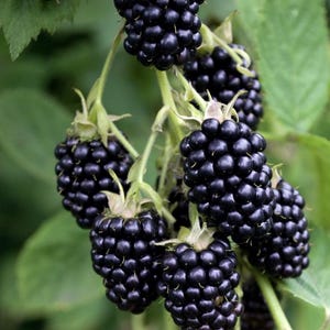 May include: Close-up of a cluster of ripe blackberries. The berries are a deep, glossy black and densely packed together. Green leaves and stems provide a natural backdrop. The image highlights the texture and color of the fruit.