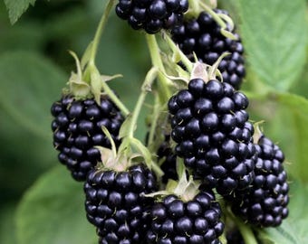 Apache Blackberry (Live Plant)