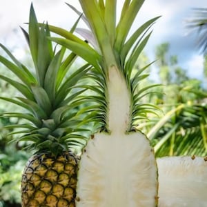 Sugarloaf Pineapple (Live Plant)