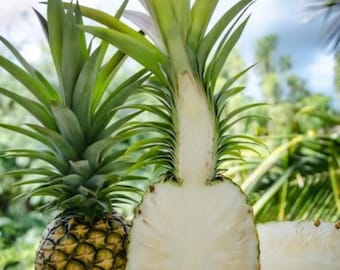 Sugarloaf Pineapple (Live Plant)