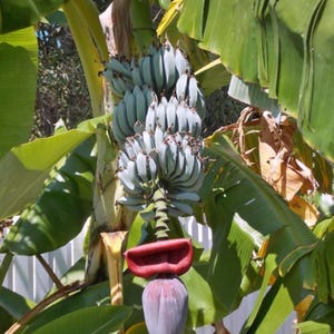 May include: A close-up of a banana plant with a cluster of green bananas growing on a stalk. The bananas are still developing and have a light green color. The plant is surrounded by large green leaves.