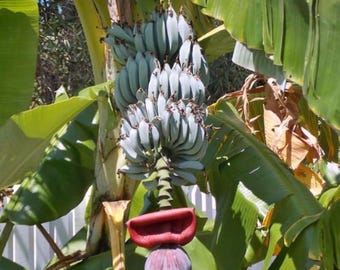Ice Cream Banana (Live Plant)