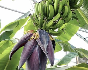 Mona Lisa Banana (Live Plant)