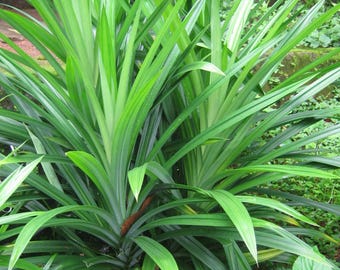 Pandan (Live Plant)