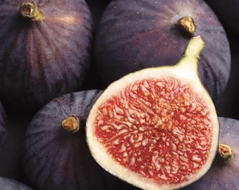 Celeste Fig (Live Plant)