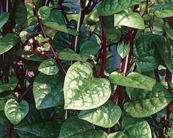 Red Malabar Spinach (Live Plant)