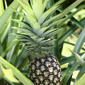 May include: A close-up of a pineapple growing in a field. The pineapple is green and has a brown, spiky top. The pineapple is surrounded by green leaves.