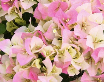 Thai Delight Bougainvillea (Live Plant)