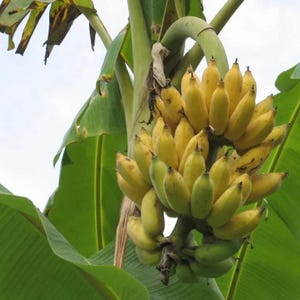 May include: A cluster of ripe bananas, transitioning from green to yellow, hangs from a banana tree. The image shows the bananas in various stages of ripeness, with large green leaves in the background. The bananas are approximately 6 inches long.