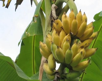 Namwah Banana (Live Plant)