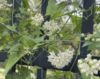White Vining Milkweed (Live Plant)