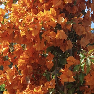 May include: A dense cluster of vibrant orange bougainvillea flowers and green leaves. The thin, papery bracts overlap in a thick arrangement, partially obscuring the woody stems and branches beneath the bright, sunlit floral display.