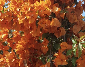 Fire Opal Bougainvillea (Live Plant)