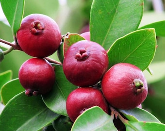 Strawberry Guava (Live Plant)
