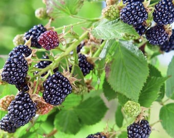Osage Blackberry (Live Plant)