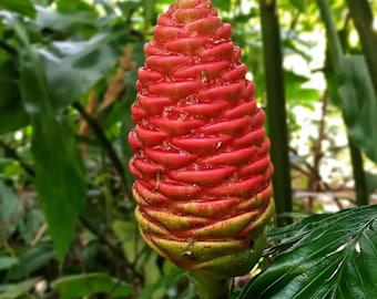 Shampoo Ginger  (Live Plant)