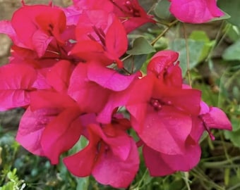 Helen Johnson Bougainvillea (Live Plant)