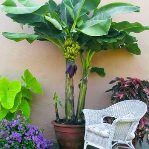 May include: A potted banana tree with green leaves and a bunch of yellow bananas growing on it. The tree is in a terracotta pot and is sitting on a patio next to a white wicker chair.