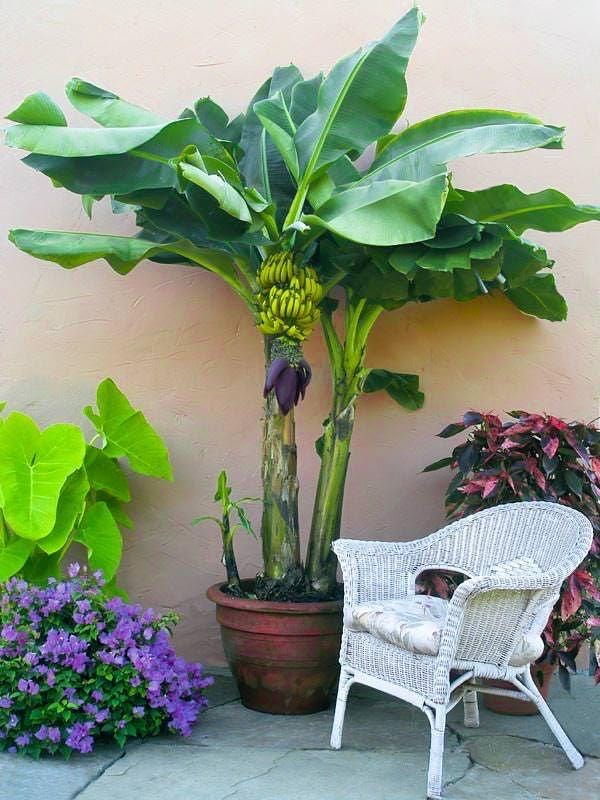 Dwarf Cavendish Banana (Live Plant)