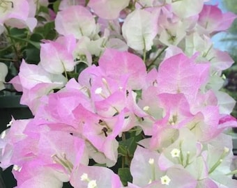 Coconut Ice Bougainvillea (Live Plant)