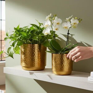 Peut inclure: Deux jardinières dorées en métal martelé avec des plantes. L'une contient une plante verte feuillue, et l'autre une orchidée à fleurs blanches. Les jardinières sont posées sur une étagère blanche contre un mur vert clair.