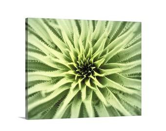 Agave Print, Botanical Art, Agave Art, Green Agave Picture, Agave Photograph, Desert Agave Art, Picture Gift, Nature Photography, Wall Decor