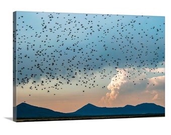 Flying Birds Photograph with Flock of Birds in Klamath Wildlife Refuge