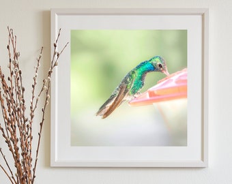 Charming Bird Print with Minimalist Hummingbird