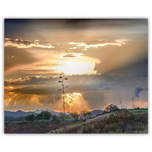 Peut inclure: Une photographie de paysage représentant un coucher de soleil doré avec des nuages et des rayons de lumière qui percent à travers. La silhouette d'une plante haute se trouve au premier plan, avec quelques arbres et arbustes au loin.