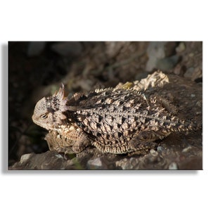 Horny Toad Art Print | Horned Lizard Picture by Murray Bolesta