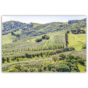 Napa Valley California Vineyard Landscape Photography | Farmhouse Style Home Wall Decor Gift