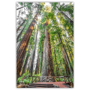 Redwood Forest Print: Stout Grove, Jedediah Smith, California Vertical Wall Art