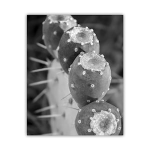 Black and White Desert Botanical Art Print with Santa Rita Prickly Pear Cactus
