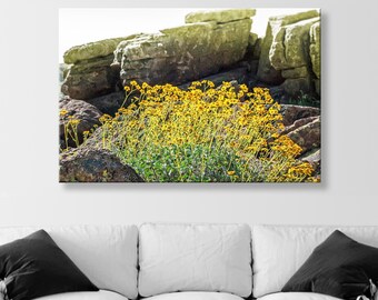 Southwestern Fine Art for Home with Yellow Flowering Brittlebush at Tucson Mountain Park