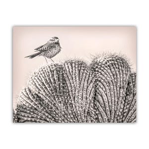 Cactus Wren Bird Art Print on Crested Cactus in Tucson Arizona Desert
