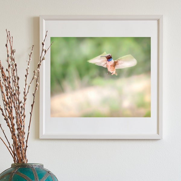 Hummingbird in Flight Photography Print as Spring Green Nature Decor for Home