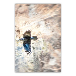 Raven Bird Art Photography Print in Arizona Desert Canyon