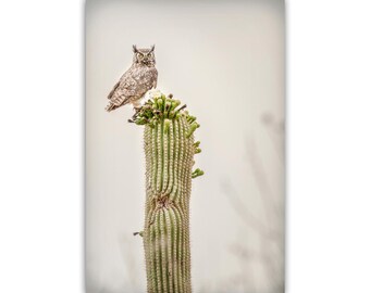 Owl Photography Print with Desert Cactus Southwest Themed Wall Decor in Sepia Tone