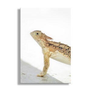 Horned Lizard Photography Art Print | Minimalist Arizona Desert Reptile Artwork