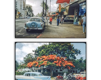 Midcentury Honolulu Photography Print Set: Kalakaua Ave & Poinciana Tree